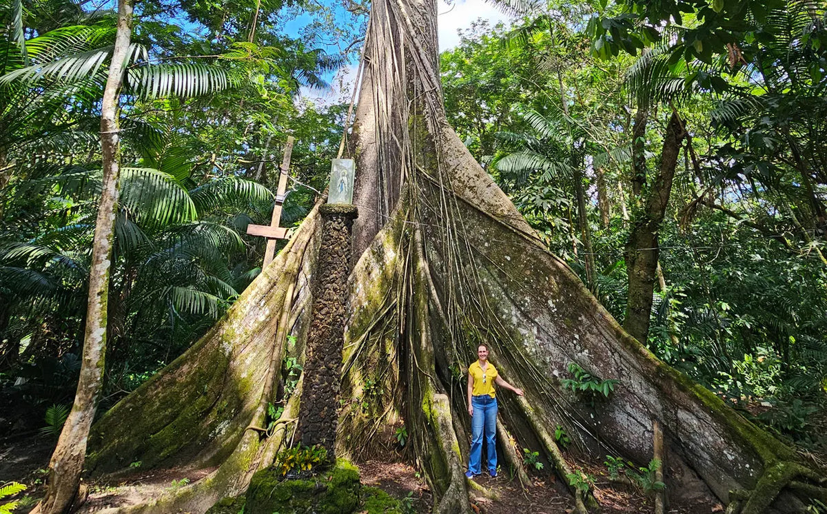 the standing forest